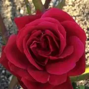 ローズ (プロフ必読)の画像