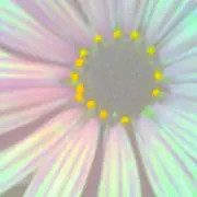 綾