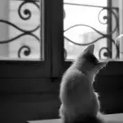 しましまねこ