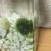 よしぽん