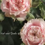 ujgkoの画像