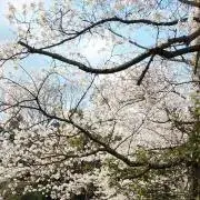 momoの画像