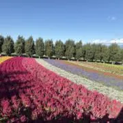 Mayaの画像