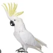 やま　毎日発送！の画像