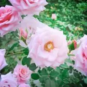 かなちょこ