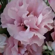 ハナハナかれんの画像