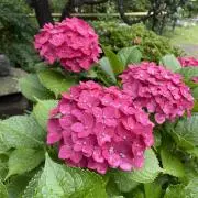 yu-ma