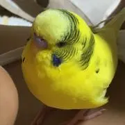 はちみっ＊の画像