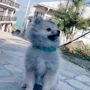 春の画像