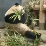 こりん