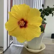 MLsanの画像