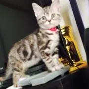 Tの画像