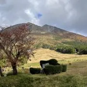おくらの画像