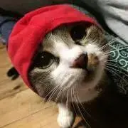 もなか姐さん