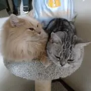 クレヨンの画像