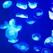 花❁の画像