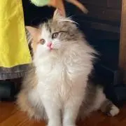 タカ