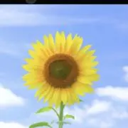 よししの画像