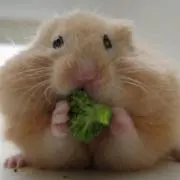 mocoの画像