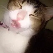 アザラシ