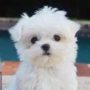 讓の画像