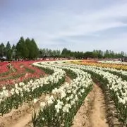 shellの画像