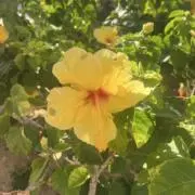 桃