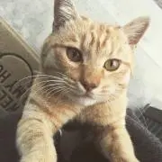chataの画像