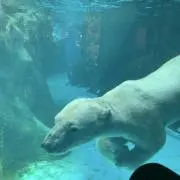 ツインマミー