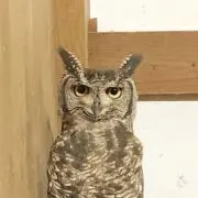 Veronicaの画像