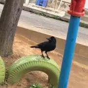 Yoyo