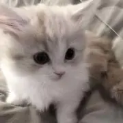 あの画像