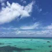 ひらめの画像