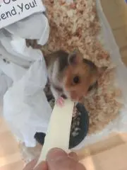 さにーの画像