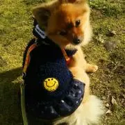 フウちゃんの画像