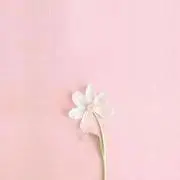 YSの画像