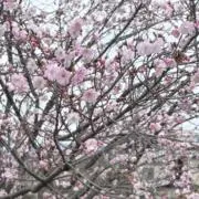 のん　断捨離中の画像