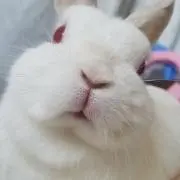 白うさ＆白ねこ (コンビニ払基本不可)の画像