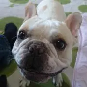 やっちゃんの画像