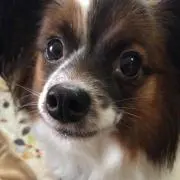 さえだーん
