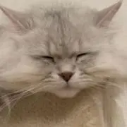 のすけの画像