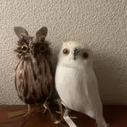 ぼっちり