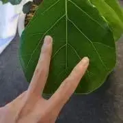 A購入前在庫確認必須の画像