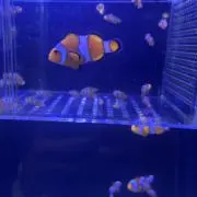 Mikiの画像