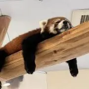 ゆ助