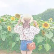 向日葵の画像