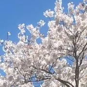 大和撫子999の画像