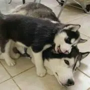 Awesme（オウサム）の画像