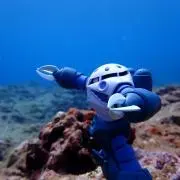 たいがの画像
