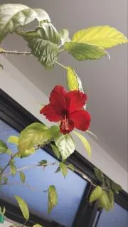 あみたー
